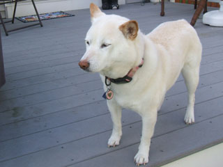 daisy
