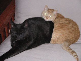 mrorangeandmrblack