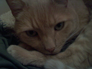 littleman